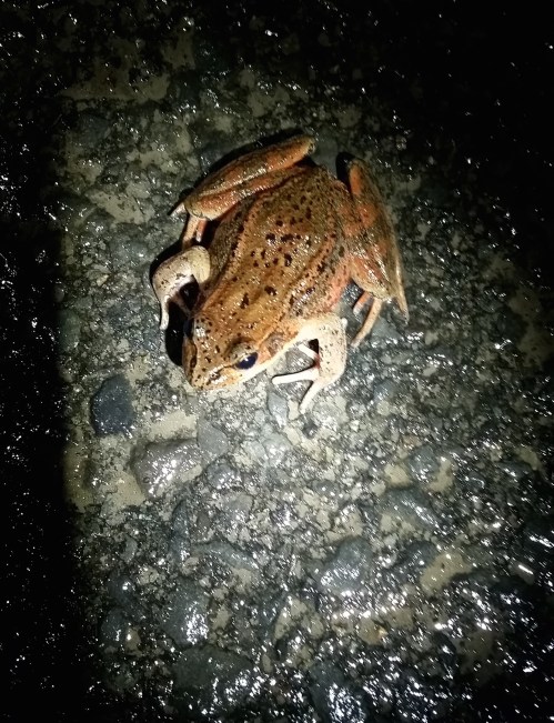 Frog in a spot light (1)