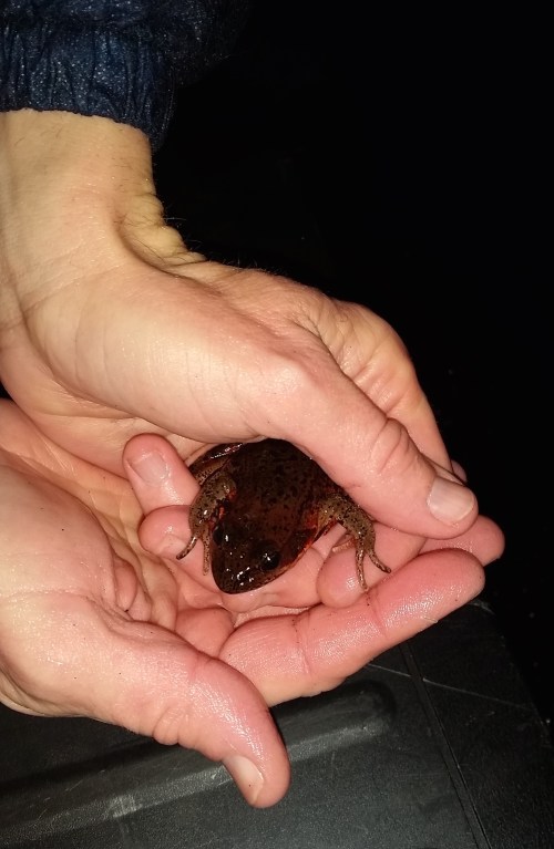 Frog in hand (1)