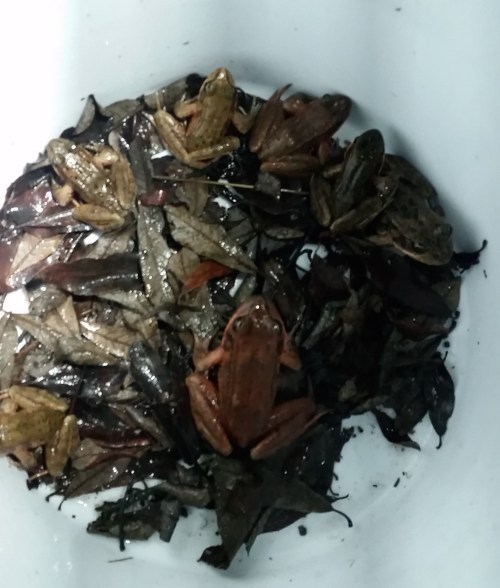 Frogs in a bucket (1)