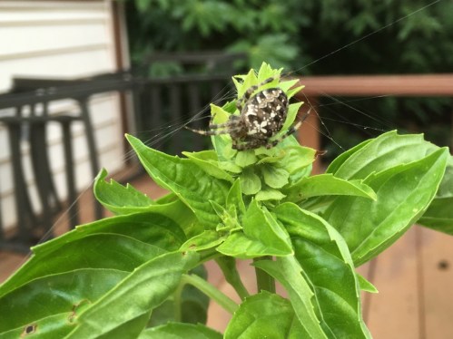 Less scary when they cuddle plants.